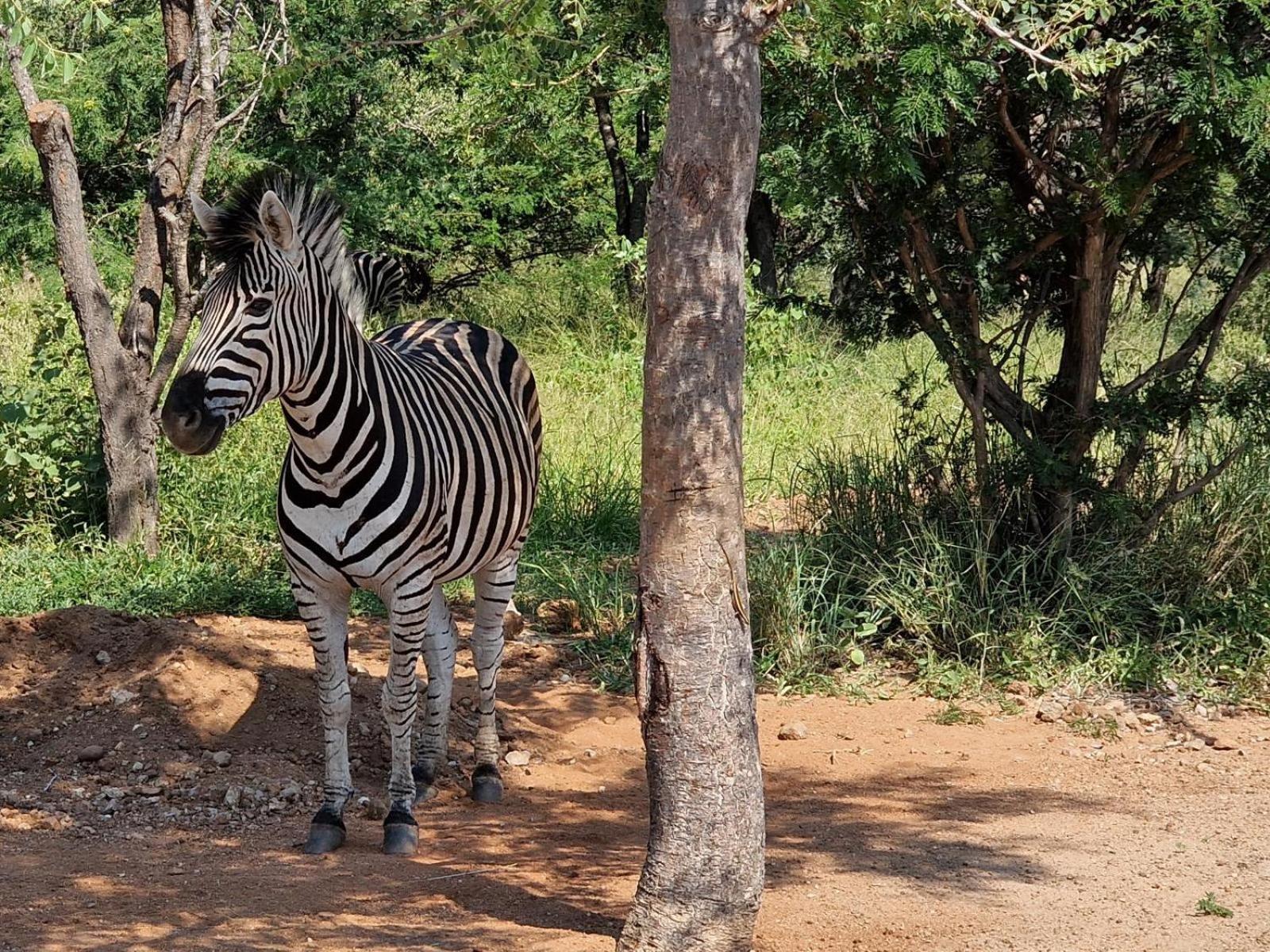 Thandolwami Bushlodge & Spa Hoedspruit Exterior foto