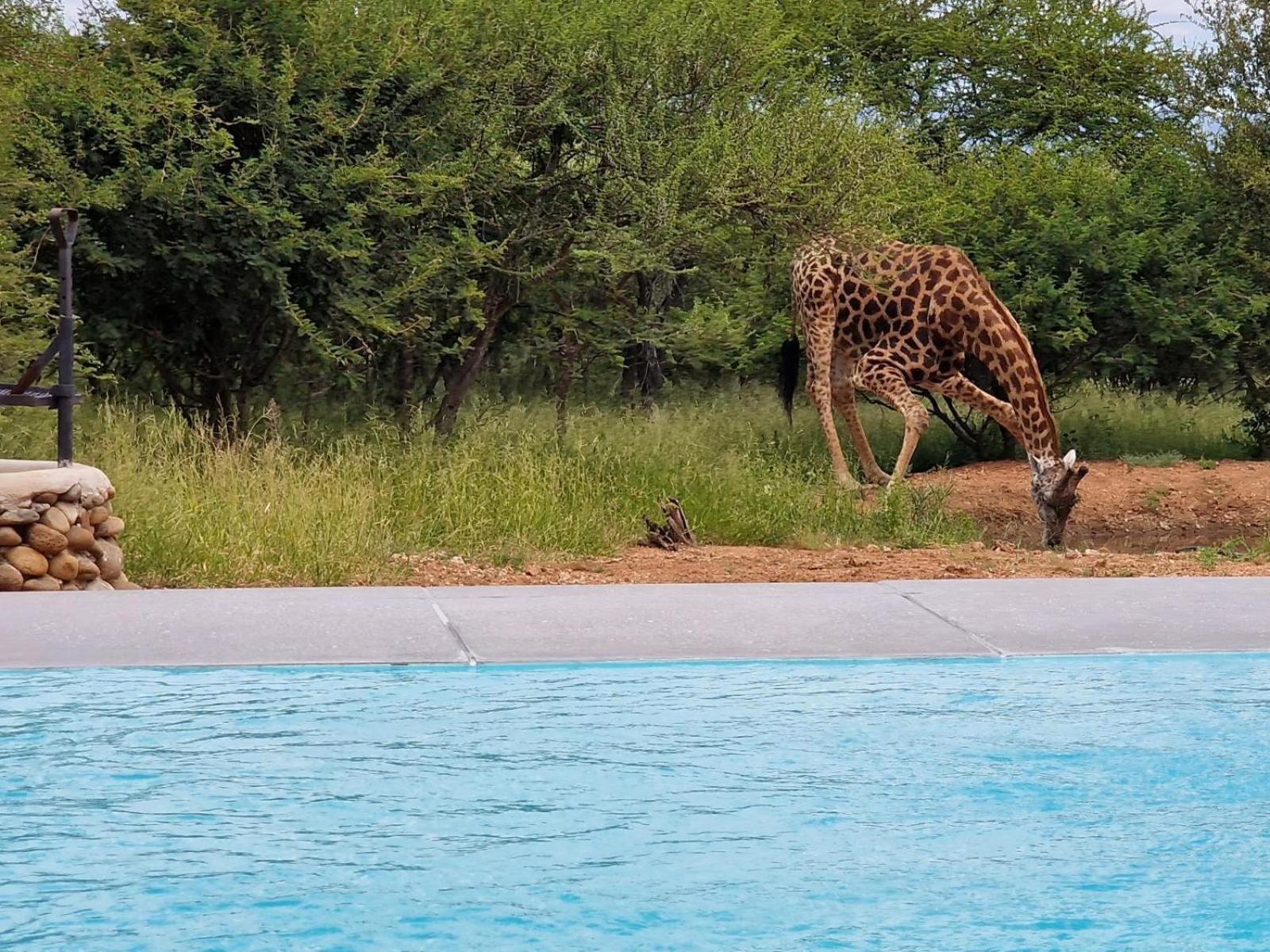 Thandolwami Bushlodge & Spa Hoedspruit Exterior foto