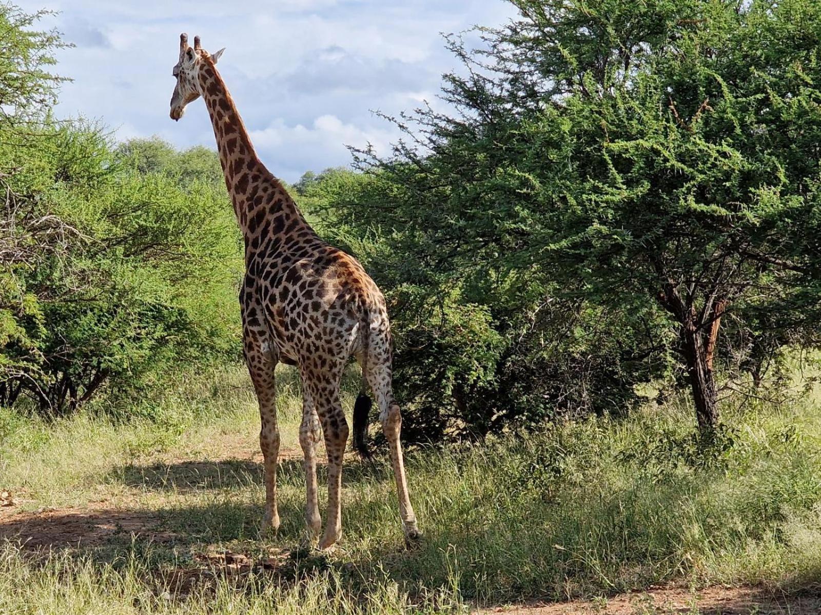 Thandolwami Bushlodge & Spa Hoedspruit Exterior foto